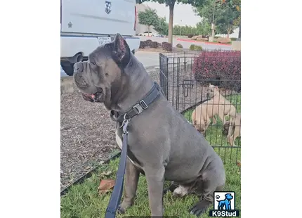a cane corso dog standing on grass